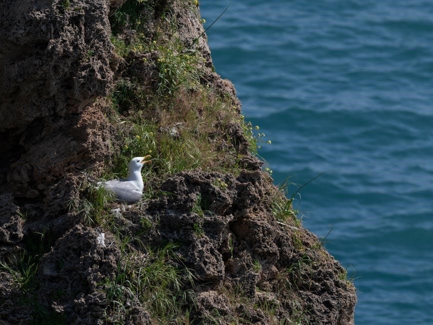the seagull pdf